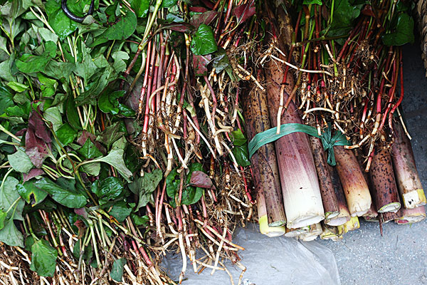 	為什么那么多人喜歡吃野菜？